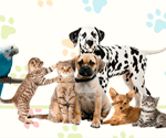 Annunci cani, gatti e animali domestici. Vendita e regalo cuccioli - Roma