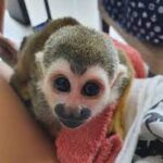 Pannolini intelligenti Scimmia scoiattolo addestrata per l'adozione - Bologna