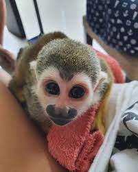 Pannolini intelligenti Scimmia scoiattolo addestrata per l'adozione