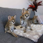 Disponibili gattini Savannah e serval caracal - Chieti