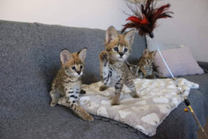 Disponibili gattini Savannah e serval caracal